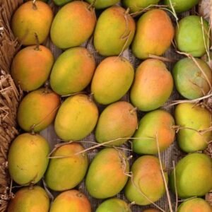 Ratnagiri Alphonso Expert Quality Mangoes