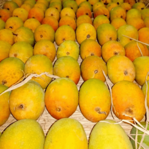 Ratnagiri Alphonso Mango